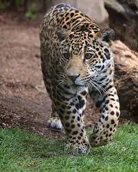 Pin On Big Cats Babies