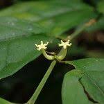 Image result for Leptaulus