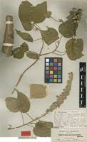 Image result for Croton macrostachyus