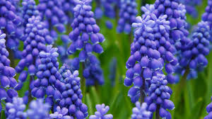 🌼🌼 à tous une très belle semaine et on espère ensoleillée !! Je Veux Des Fleurs Bleues Sur Mon Balcon M6 Deco Fr