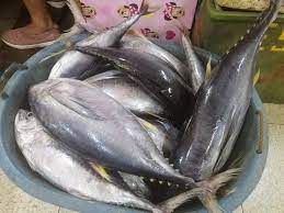 Report fish kills, wildlife emergencies, sightings, etc. Yellowfin Barilis Home Facebook