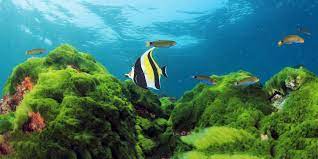 How Algae Is Both Good And Bad For Marine Ecosystems Aquaviews