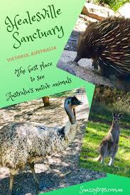 Healesville Sanctuary The Best Place To See Australia S Local Wildlife Is At Healesville Sanctuary Near Melbourne Australian Wildlife Visit Australia Animals