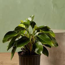 Image result for Filodendron Philodendron