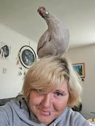 What breed and sex are my chickens?