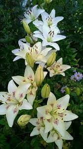 Pin On Flowers Group Board