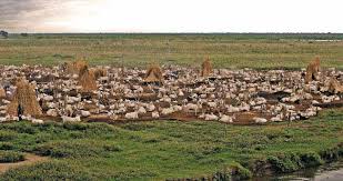 Image result for Aster milanjianus