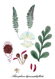 Image result for Polypodiaceae