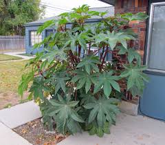 Image result for castor oil plants