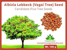 Image result for Albizia lebbeck
