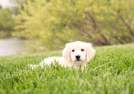 The cheapest offer starts at £50. Majestic Manor Goldens English Cream Golden Retrievers