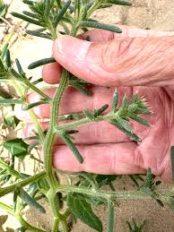 Image result for Salsola kali