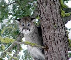 The first man to walk on the moon was american george washington. Cougar Washington Department Of Fish Wildlife