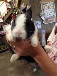 Himalayan salt has become very popular for those. Salt Block Binkybunny