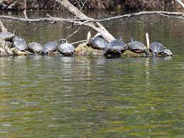 Name testudinata, testudines) gehören zu den reptilien und existieren seit über 200 die schildkröten sind den verschiedensten ökologischen nischen und biotopen angepasst. Nature In The City Die Besten Orte Um Wilde Tiere Zu Beobachten In Wien Daheimistlangweilig