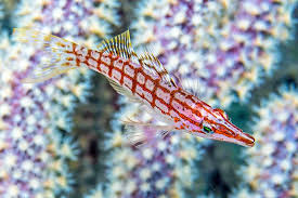 Image result for Oxyrhachis