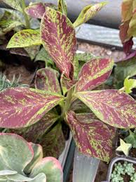 Image result for Synadenium grantii