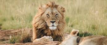 These largest of africa's small cats are extraordinary acrobats, capable of leaping 3m into the air and taking out multiple birds with one swipe. Conserving Big Cats Worldwide Experience
