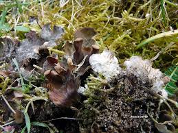 Image result for Landolphia rufescens
