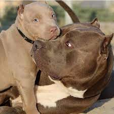 pin on dog news