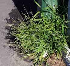 Image result for Nesaea erecta