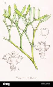 Image result for Viscum cylindricum
