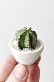 In the growth cycle, several milestones are related. This Micro Cactus Trend Is So Cute We Can T Handle It Mini Cactus Cactus Flower Mini Succulents