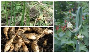 Not only is asparagus a perennial, it actually cant be harvested for at least 3 years after planting as the plants need time to establish roots for long term harvests. A Selection Of Delicious Easy To Grow Perennial Vegetables Plant Them Once And Enjoy Them For A Lifetime