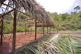 The advantagesof thatch 1 2 thatchingmateluals 3 sources andtypes of materials grass that& materialsspecifkation : Photo Album Of Grass Ak Aak And Palm Thatch Roofs Of Mayan Domestic House Architecture Of Alta Verapaz Izabal Peten Guatemala Mexico And Honduras
