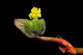 Image result for Behniaceae