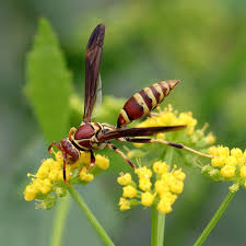 Black And Yellow Centipede North Carolina Paper Wasp Foraging On Golden Alexander Photo By Debbie Roos Wasp Bugs And Insects Arthropods