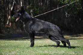 Is a german shepherd the strongest dog? Baysden German Shepherds Home