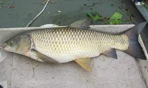 Grass Carp A Biological Control To Manage Pond Weeds Panhandle Agriculture