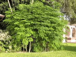 Image result for Moringa