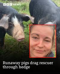 She spent an hour-and-a-half chasing them through hedges. ❤️🐷🐷 Sammi, an  amateur animal rescuer, managed to capture two runaway pigs who had been  roaming fields in Nottinghamshire for days. Read what happened: