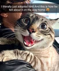 We find the funny cats that make you lol so that you don't have to. Funny Caturday Memes Cat Memes Lol Pics