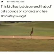 Bird Bouncing Golf Ball On Concrete Pin By Ellie Mady On Memes Video In 2020 Cute Funny Animals Minions Funny Images Animal Jokes