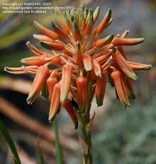 Image result for Aloe cooperi