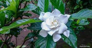 Insufficient sun exposure makes the leaves on gardenias turn yellow and fall. Gardenia Bloom Time What Is The Blooming Time For Gardenias