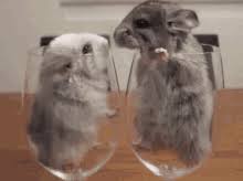 Find gifs with the latest and newest hashtags! Kiss Animal Gifs Tenor