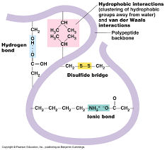 Historically, research on polypeptide structure, whether by experimental or computational means, has focused on the folded state only. Protein Structure A Level Notes