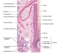 Hair Follicle Picture Integumentary System Anatomy Skin Anatomy