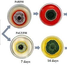 Image result for Phyllanthus graminicola