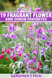 Check spelling or type a new query. 19 Fragrant Flower And Shrub Favorites Gardener S Path