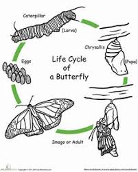 Color The Life Cycle Butterfly Worksheet Education Com Butterfly Lessons Life Cycles Animal Life Cycles