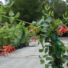 Image result for Lonicera