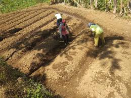 Mari kita simak bersama pembahasan mengenai cara menanam cabai rawit di pekarangan. Cara Menanam Cabe Rawit Yang Benar Agar Panen Berhasil Abahtani