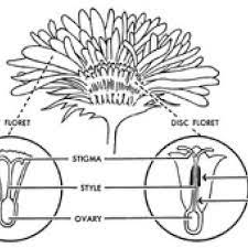 Typical Structure Of A Chrysanthemum Flower Showing Disc And Ray Download Scientific Diagram