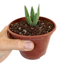 Image result for Aloidendron