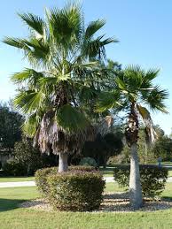 4.7 out of 5 stars 9. Washington Palms In Florida Real Estate Chronicleonline Com
